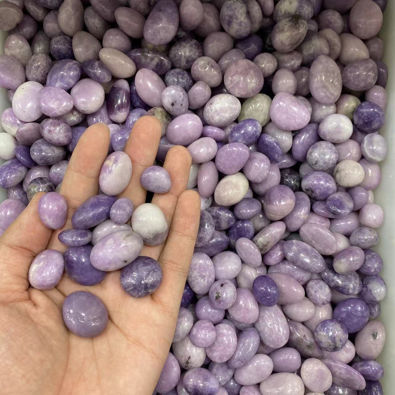 Purpura glimo falas, prezo je kg